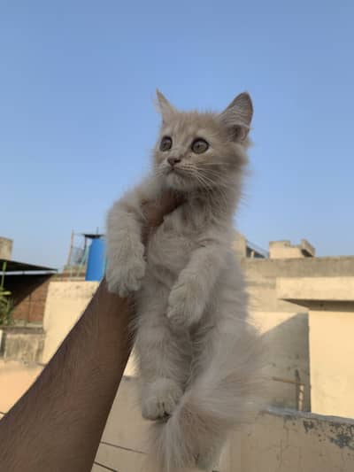 Kittens