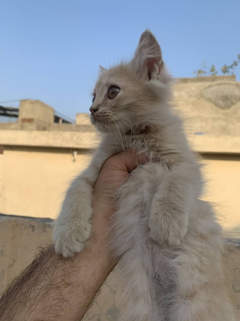 Kittens 1