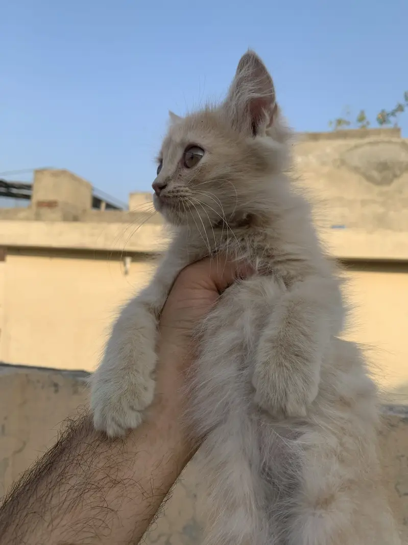 Kittens — photo 2