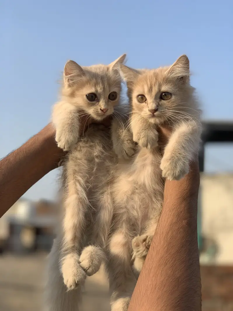 Kittens — photo 3