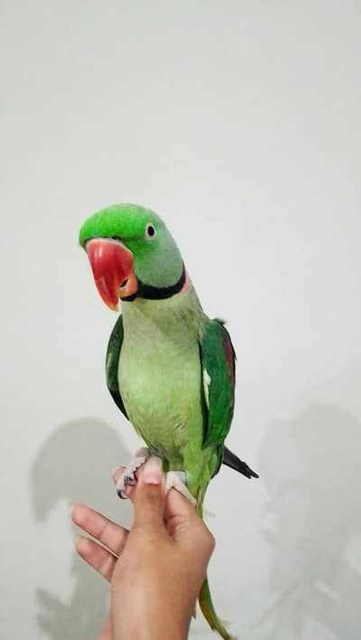 Raw parrot