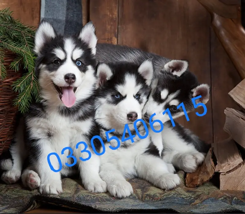 Siberian husky puppies dog/shihtzu puppies dog