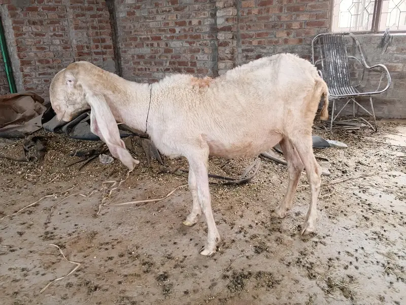 kajlie female