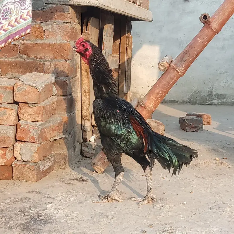 aseel — photo 3