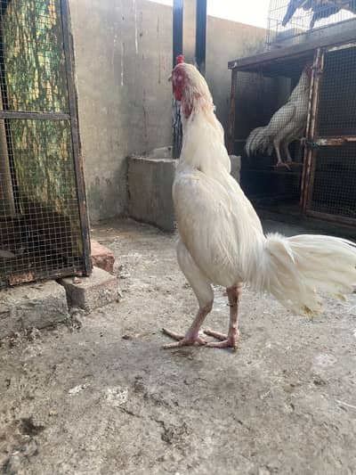 Aseel heera long height male straight standing position