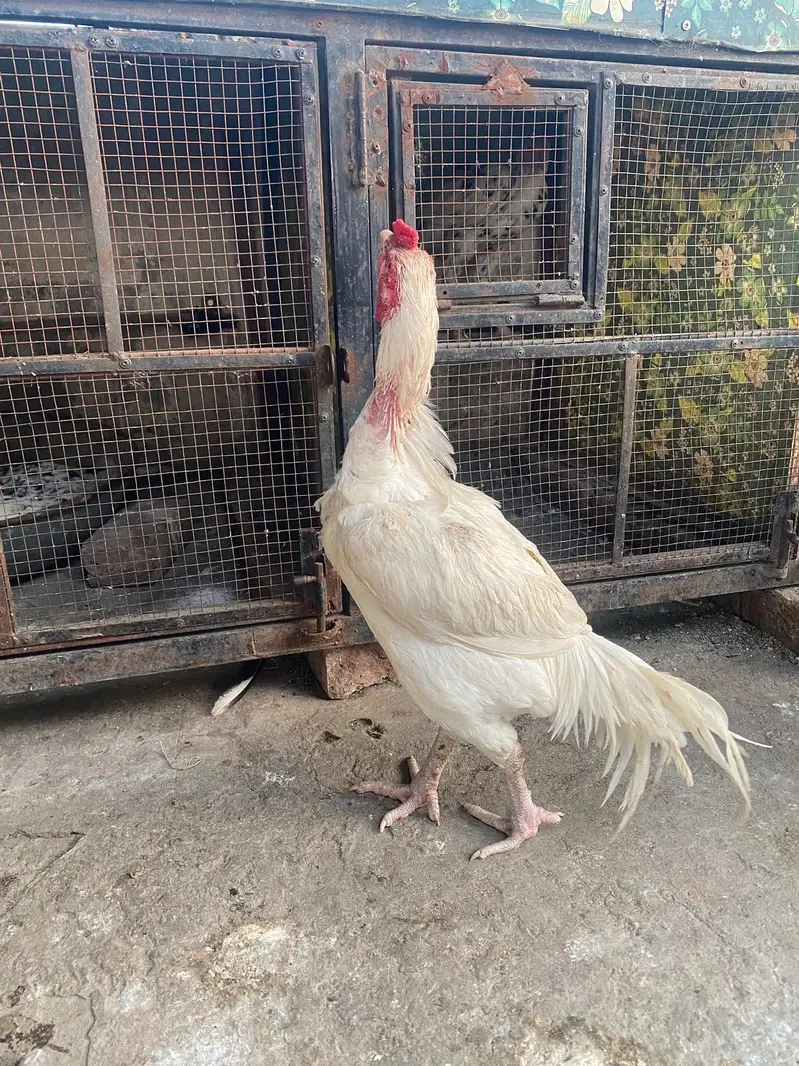 Aseel heera long height male straight standing position — photo 2