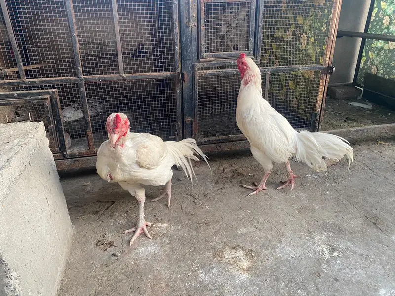 Aseel heera long height male straight standing position — photo 3