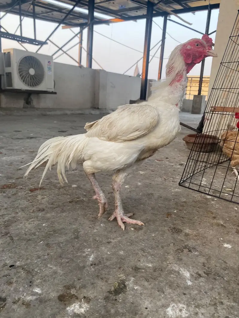 Aseel heera long height male straight standing position — photo 4
