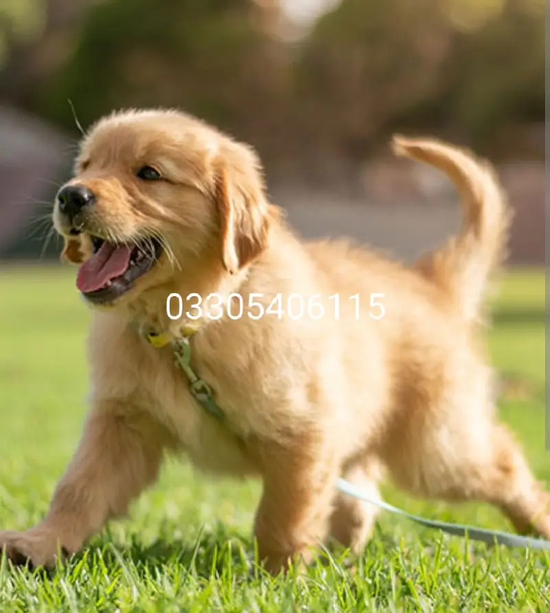 Golden retriever puppies dog/shihtzu puppies dog