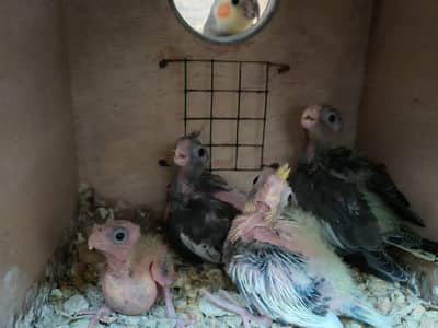 Cockatiel chicks for Handtaming