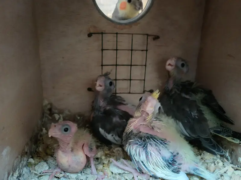 Cockatiel chicks for Handtaming