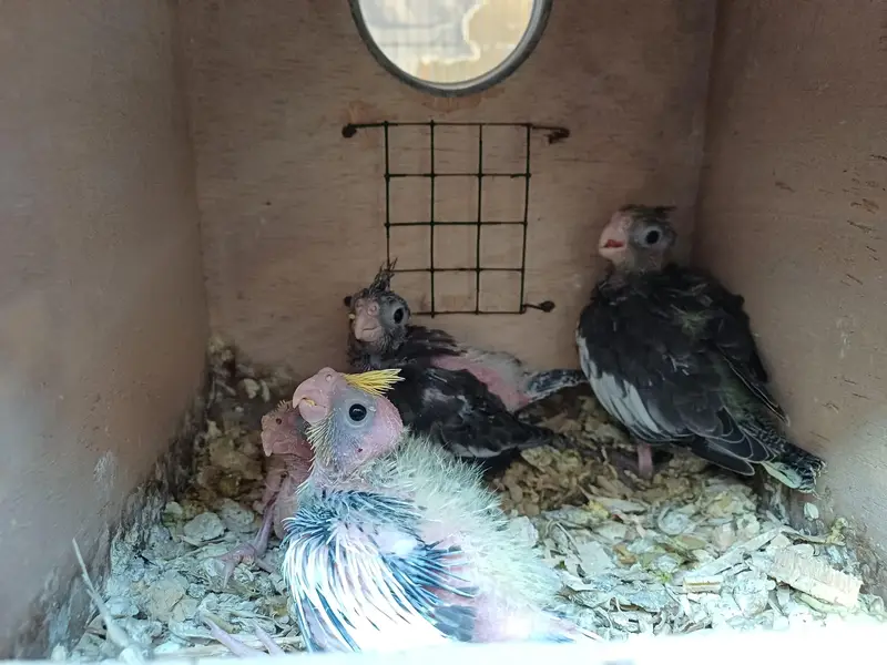 Cockatiel chicks for Handtaming — photo 2