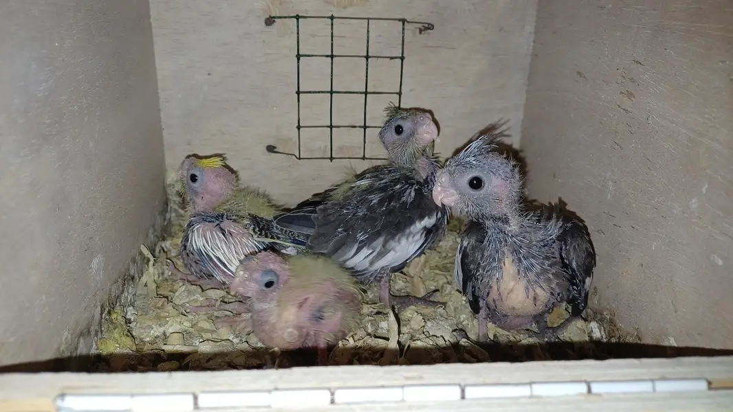 Cockatiel chicks for Handtaming — photo 3