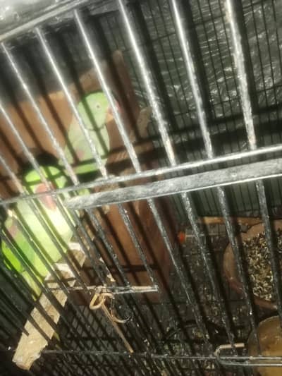 inbox olx only  raw parrot