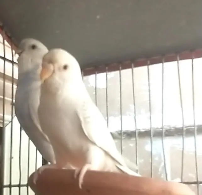 German fellow female X undersize male best size