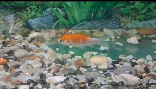Fishes For Sale ( in reasonable rates)