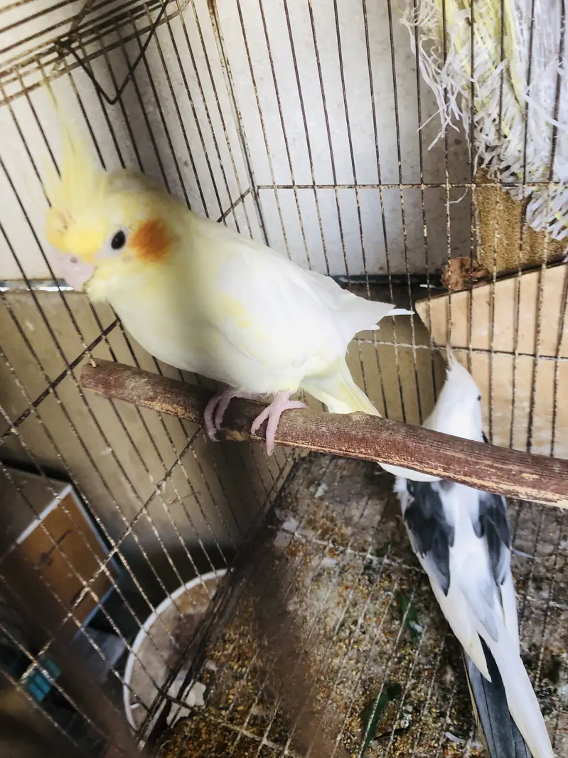 Enu peid male common white female