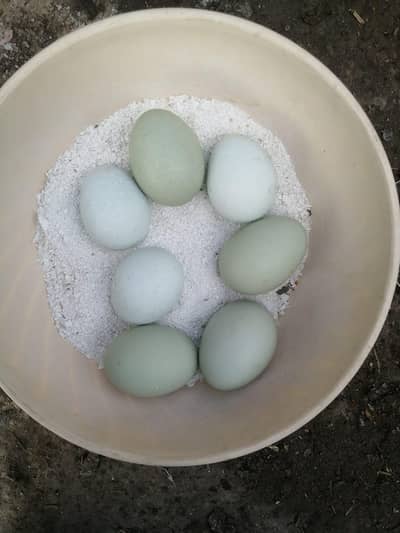 Ameraucana blue & green eggs layer pure breed chiks & breeders
