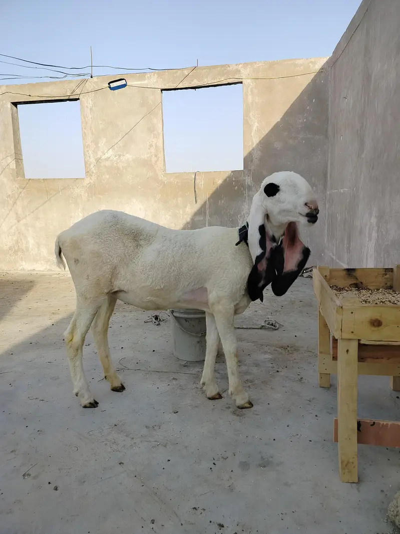 young high quality kajla female