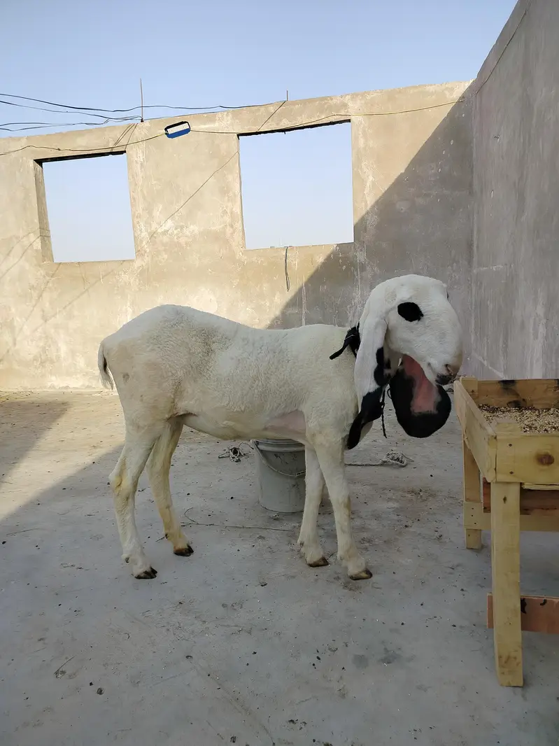 young high quality kajla female — photo 2