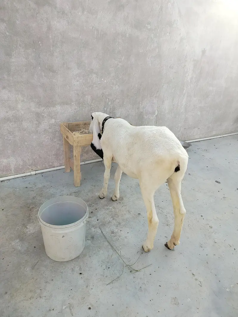 young high quality kajla female — photo 3