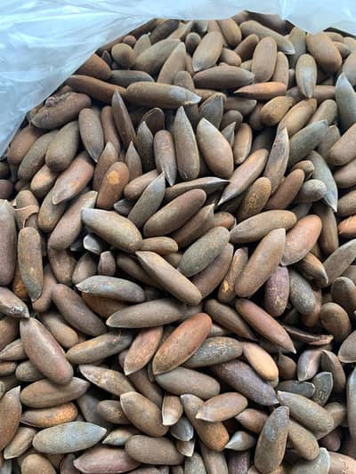 North pine nuts