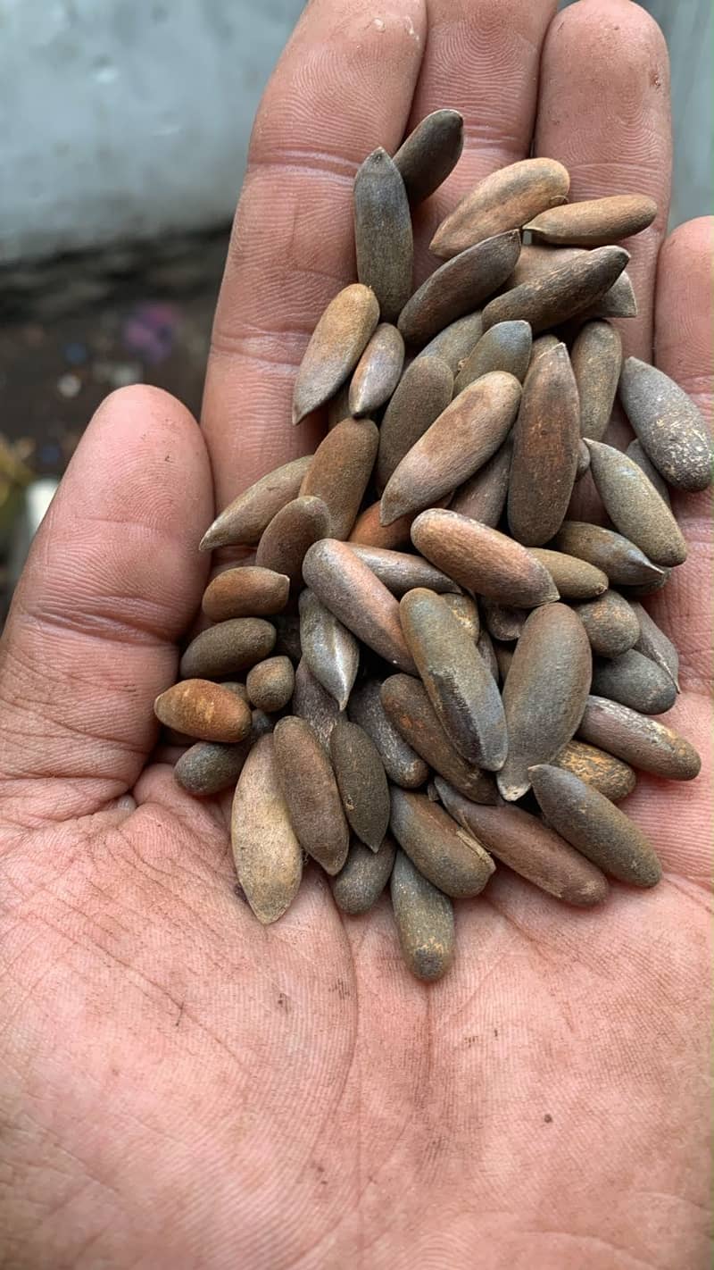 North pine nuts 1