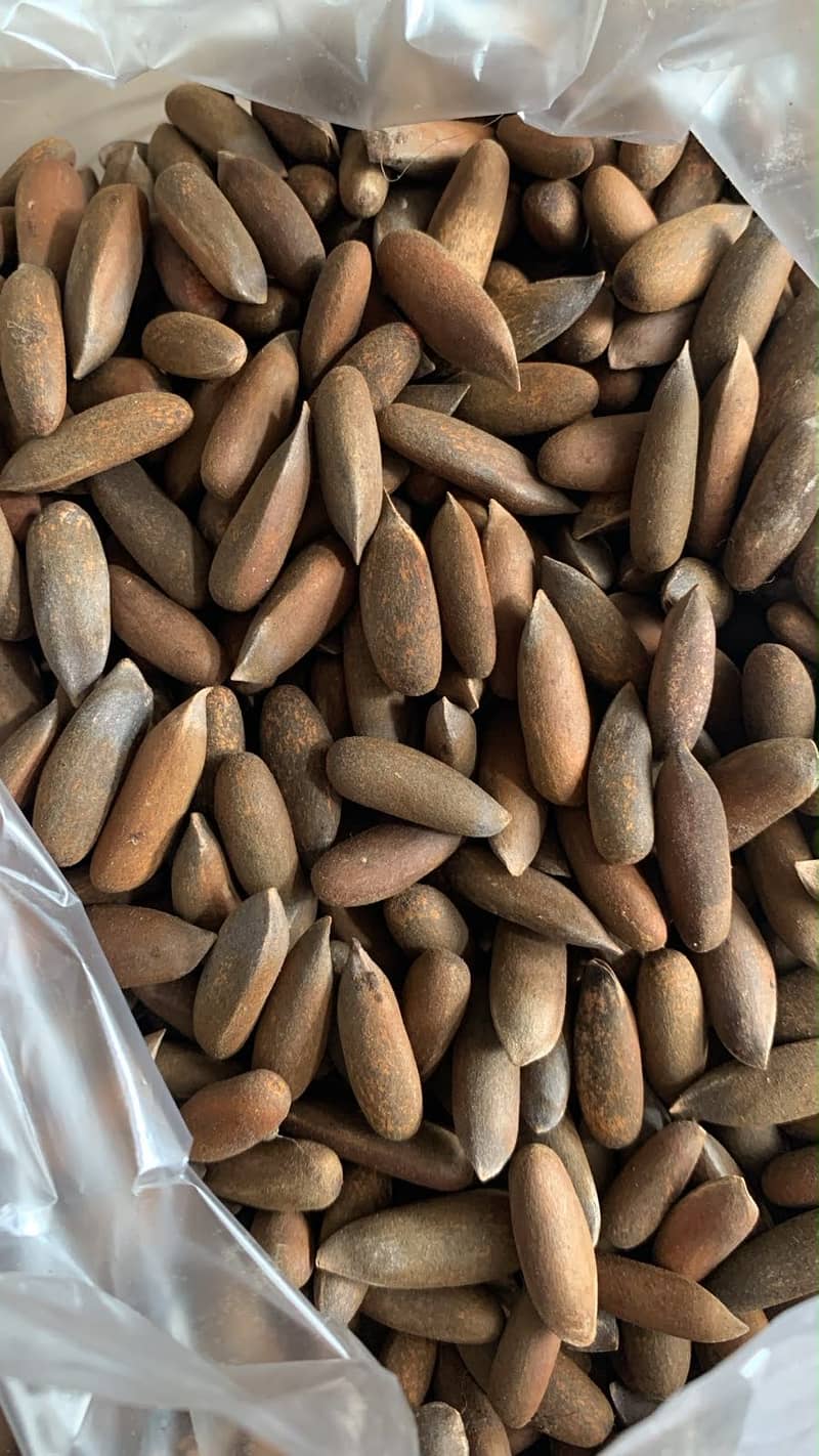 North pine nuts 2