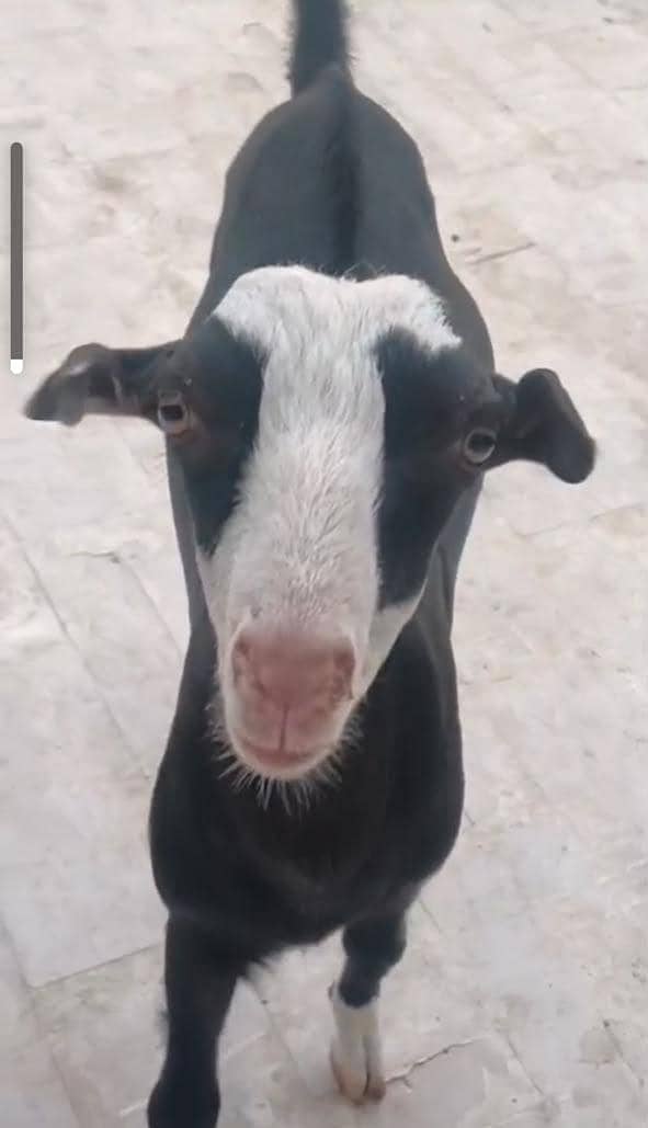 Goats 0