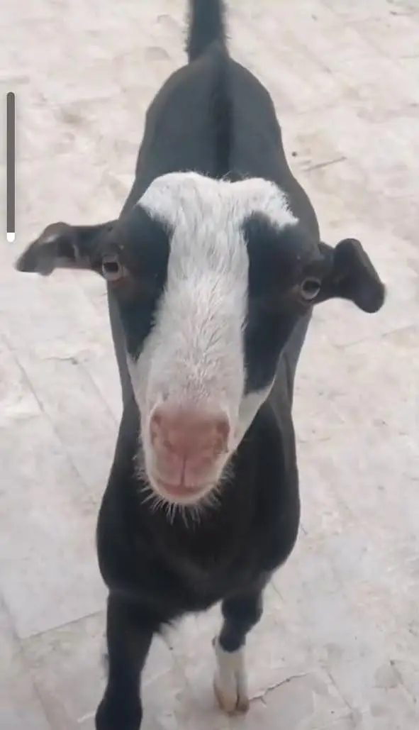 Goats