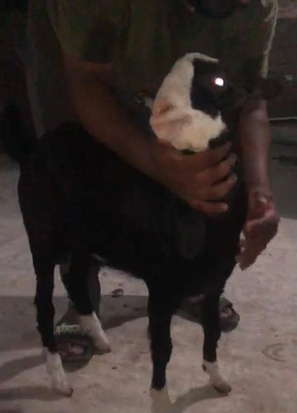 Goats 1