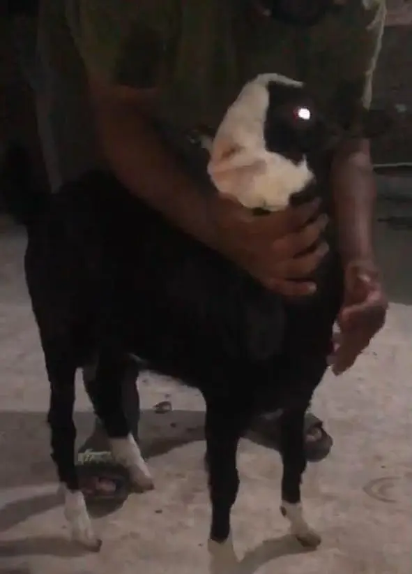 Goats — photo 2