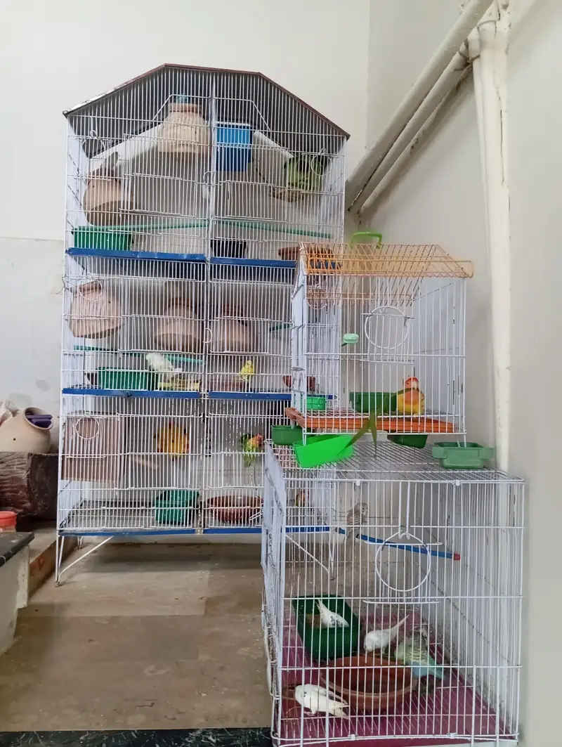 Cute Budgies pairs, babies and lovebird pairs