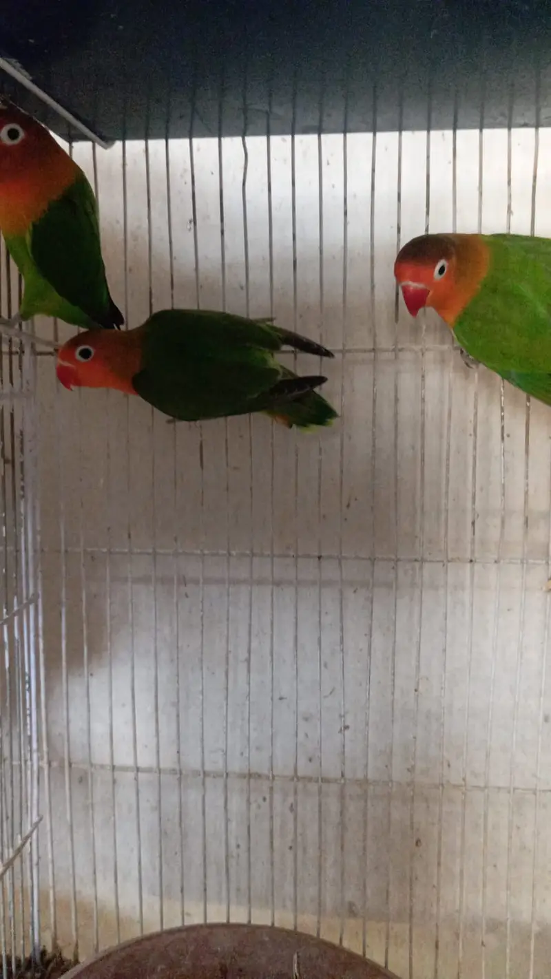 Cute Budgies pairs, babies and lovebird pairs — photo 2