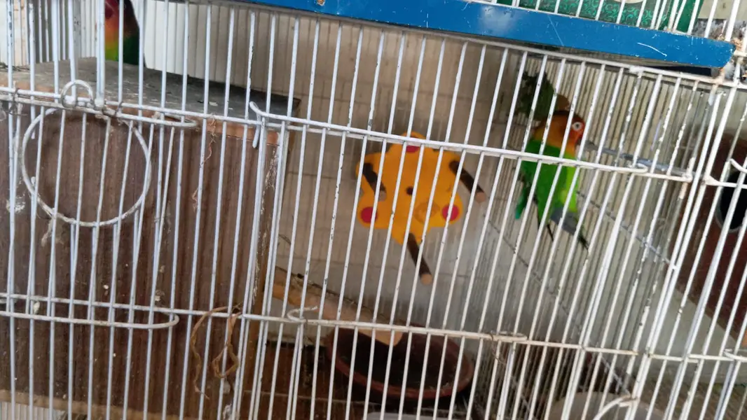 Cute Budgies pairs, babies and lovebird pairs — photo 3