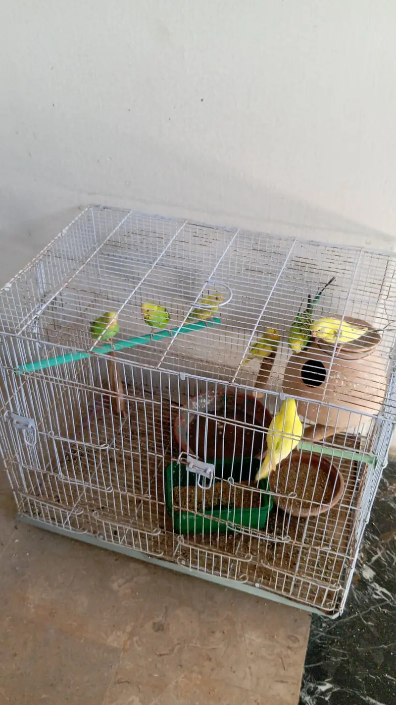 Cute Budgies pairs, babies and lovebird pairs — photo 4