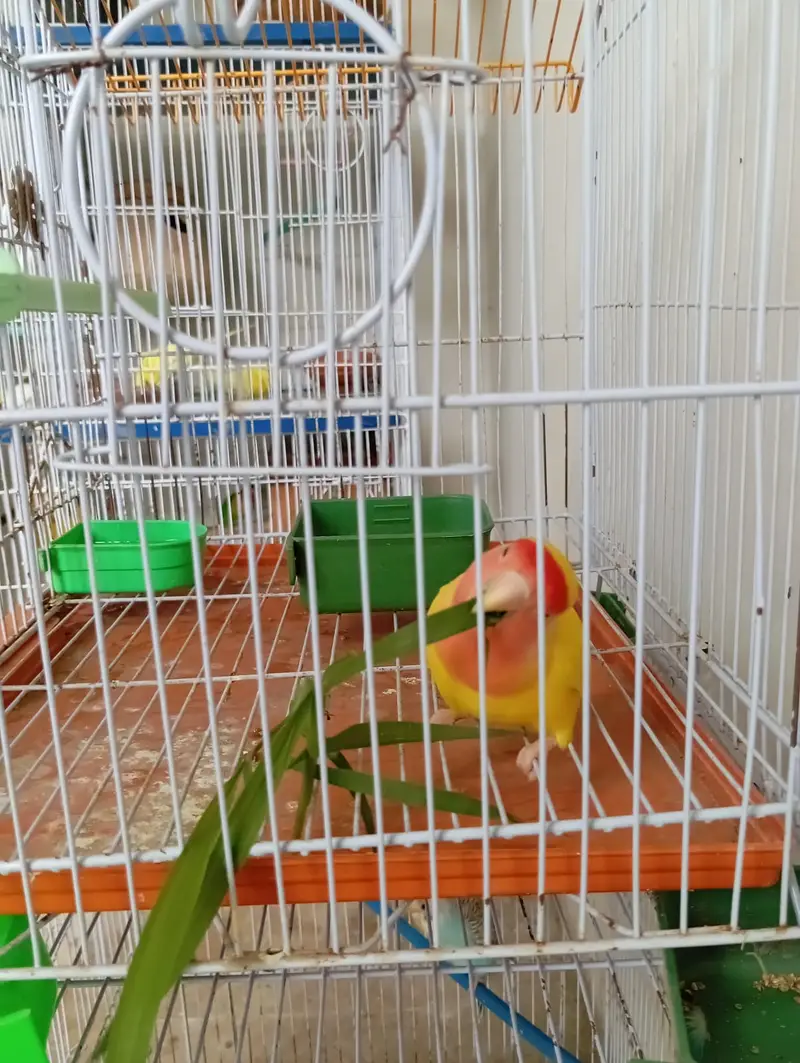 Cute Budgies pairs, babies and lovebird pairs — photo 5