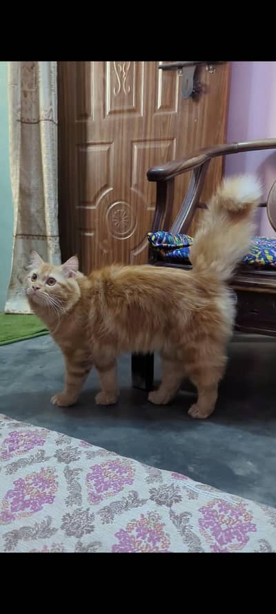 Persian Male with (HEAVY BONE)