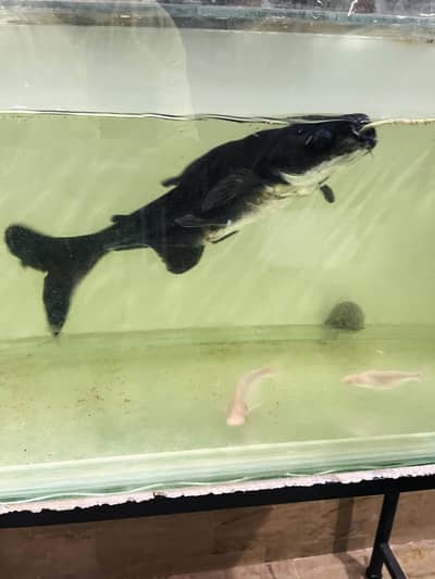 Huge Size Shark For Sell 03118046189 only whattsapp
