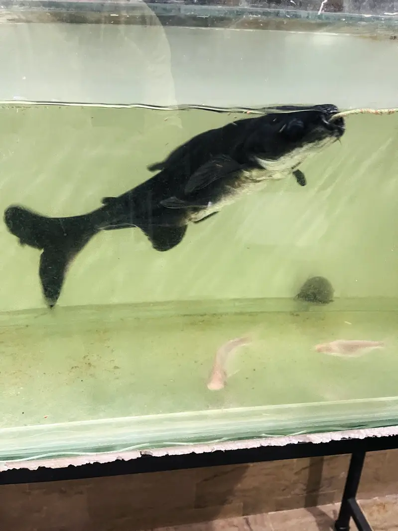 Huge Size Shark For Sell 03118046189 only whattsapp