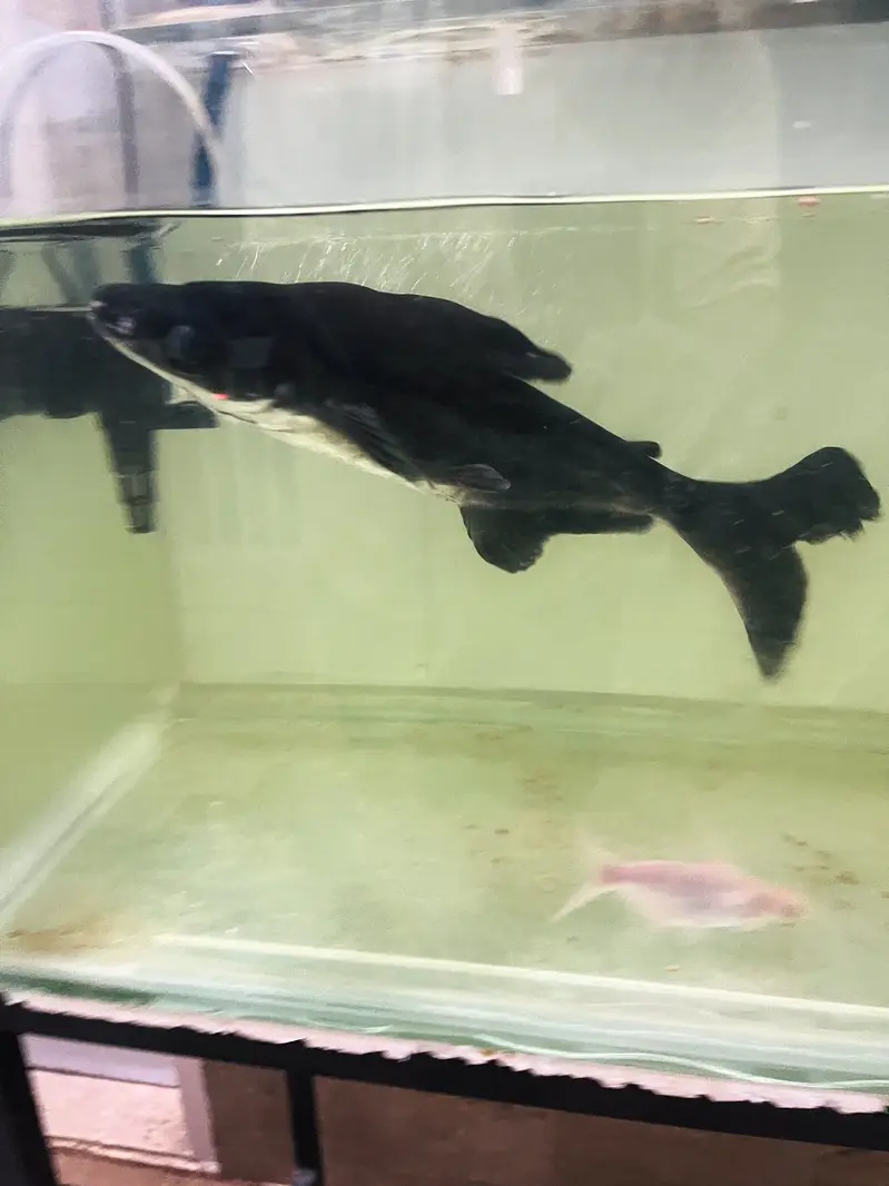 Huge Size Shark For Sell 03118046189 only whattsapp — photo 2