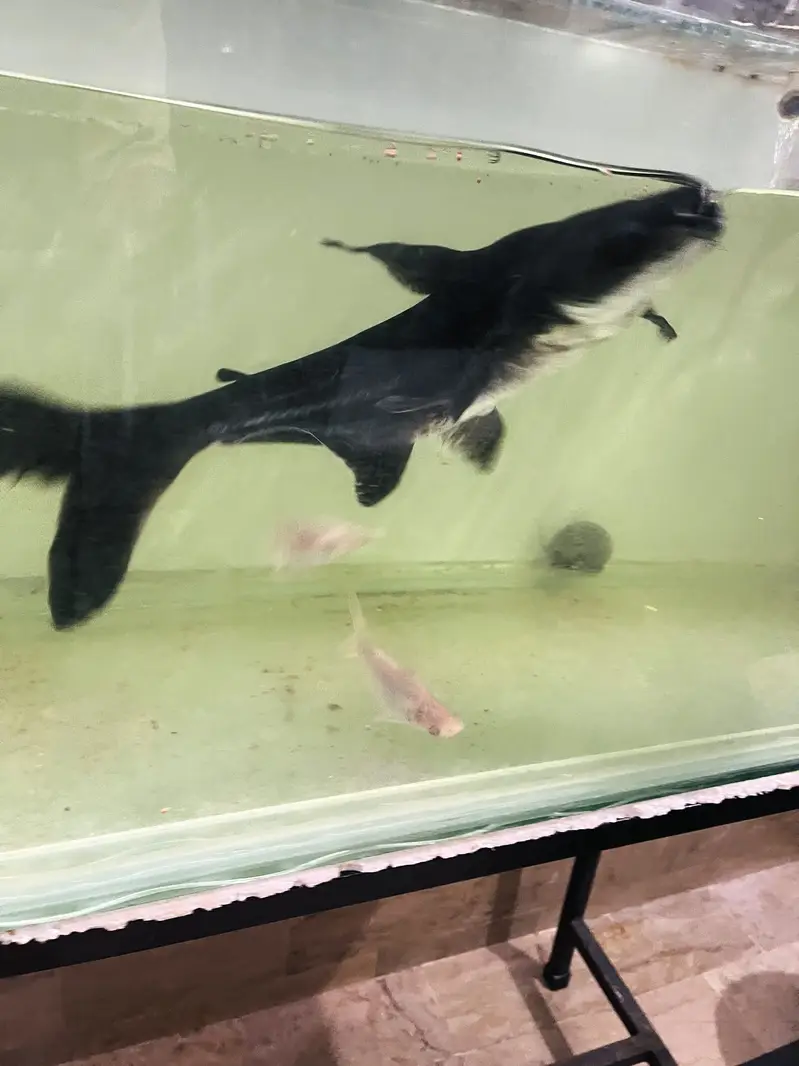 Huge Size Shark For Sell 03118046189 only whattsapp — photo 3
