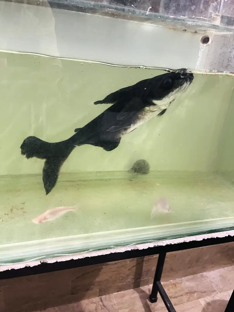 Huge Size Shark For Sell 03118046189 only whattsapp — photo 4