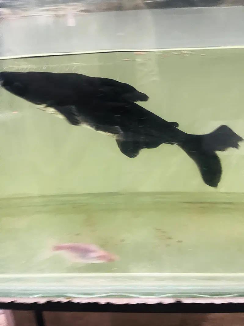 Huge Size Shark For Sell 03118046189 only whattsapp — photo 5