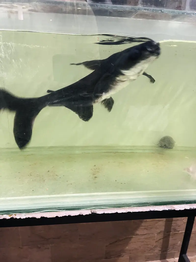 Huge Size Shark For Sell 03118046189 only whattsapp — photo 6