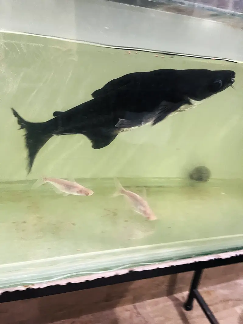 Huge Size Shark For Sell 03118046189 only whattsapp — photo 7