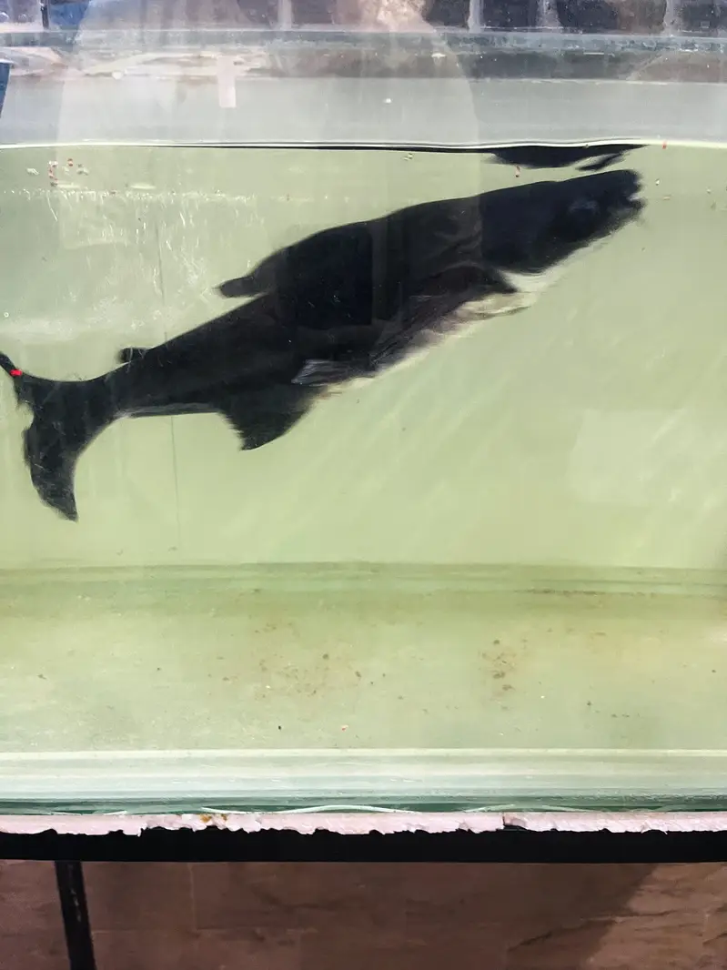Huge Size Shark For Sell 03118046189 only whattsapp — photo 8