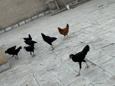 HEN for sale murga murgi