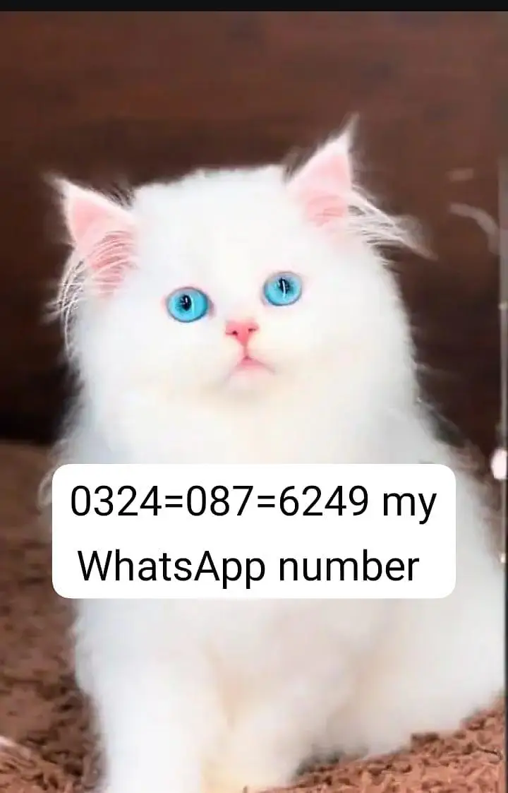 beautiful Persian female kitten for sale