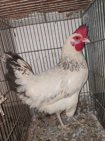 1 Male 2 female Eggs Laying interested buyer contact as